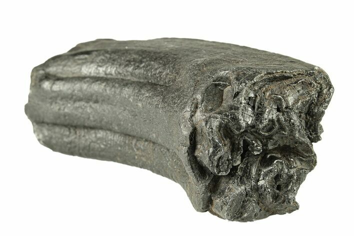 Pleistocene Aged Fossil Horse Tooth - South Carolina #251125